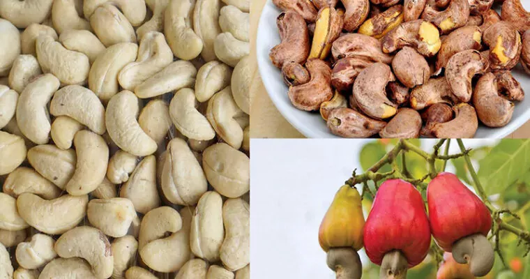 Hạt điều có tác dụng gì? Thực phẩm vàng đối với sức khỏe